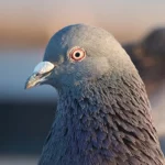 How Do Pigeons Hear
