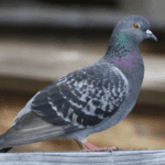 Wood Pigeon Characteristics