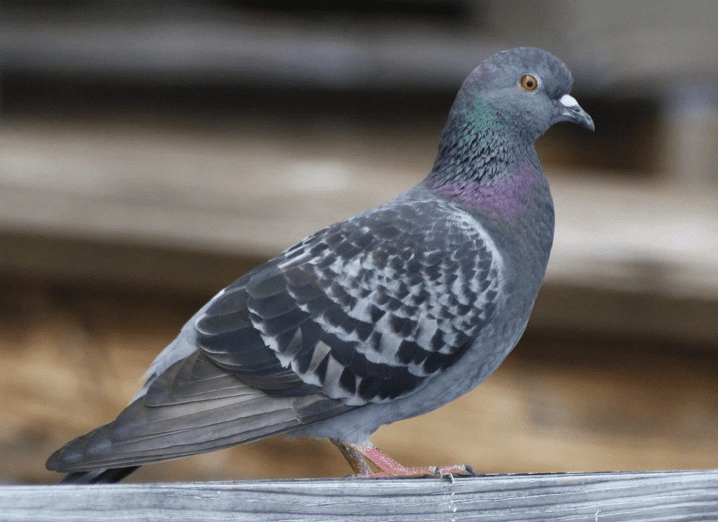 Caractéristiques du pigeon ramier