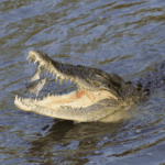 Crocodilos e jacarés comem peixe