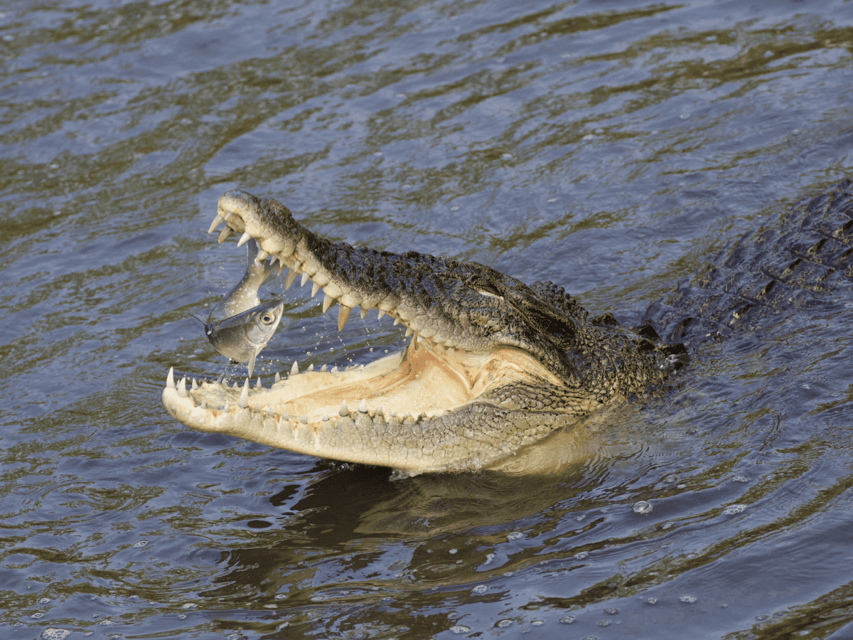 Do Crocodiles & Alligators Eat Fish