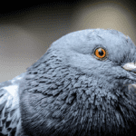 Les pigeons sont-ils aveugles