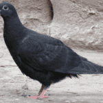 Czarne gołębie
