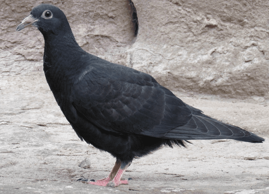 Black Pigeons