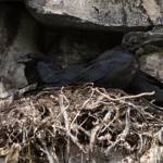 ¿Los cuervos hacen nidos?