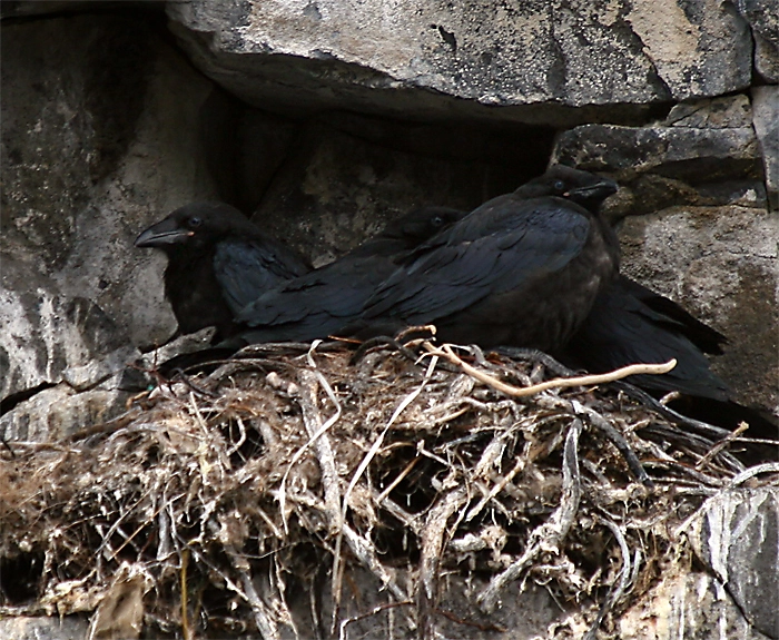 Les corbeaux font-ils des nids ?