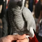 Os papagaios cinzentos africanos mordem