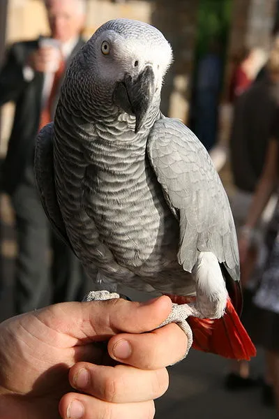 I pappagalli grigi africani mordono