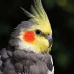 Facts On Cockatiel Hissing