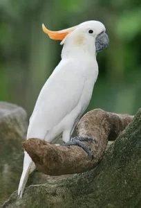 Czy kakadu mają dobry wzrok