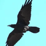 I corvi migrano