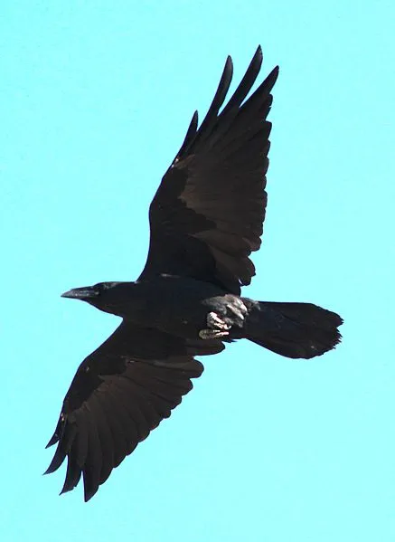 I corvi migrano