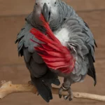 African Grey Lifespan In Captivity & As A Pet