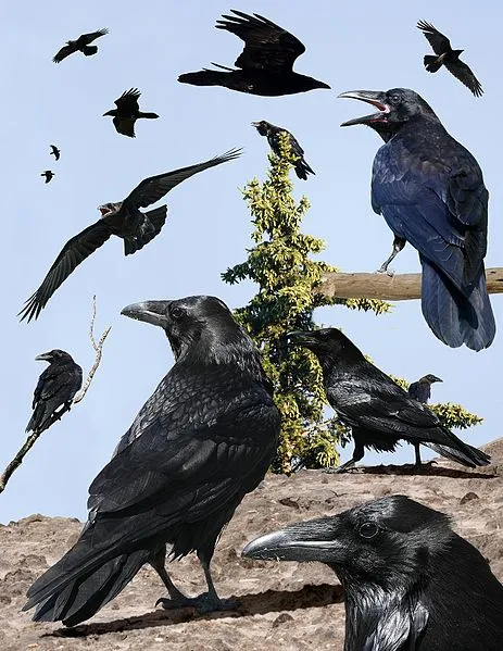 I corvi attaccano gli animali vivi