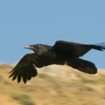 I corvi sono protetti