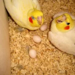 Facts On Cockatiels Nests