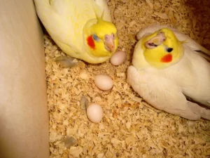 Fatti sui nidi di Cockatiels