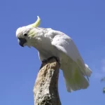 Kakadu-Verhalten