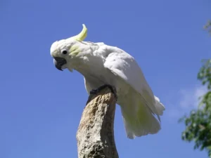 Kakadu-Verhalten