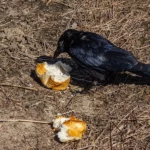 Les corbeaux et les corbeaux peuvent-ils manger des fruits