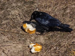 Les corbeaux peuvent-ils manger des fruits