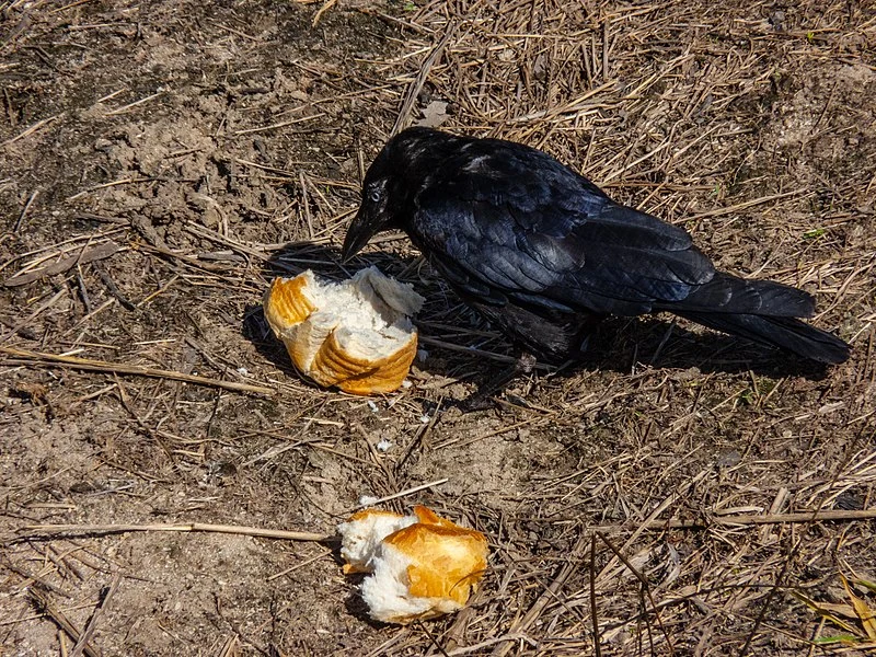 Can Ravens & Crows Eat Fruit