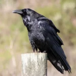 N caratteristiche dei corvi