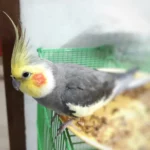 Facts On Do Cockatiels Get Angry