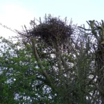 ¿Las ardillas abandonan el nido?