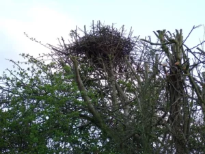 ¿Las ardillas abandonan el nido?