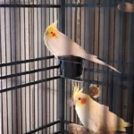 Do Cockatiels Need A Bed