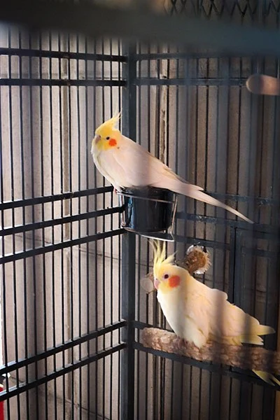 Do Cockatiels Need A Bed
