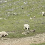 Pecora di montagna contro capra di montagna