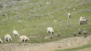 Owca górska kontra koza górska