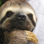 Are Sloths Smart