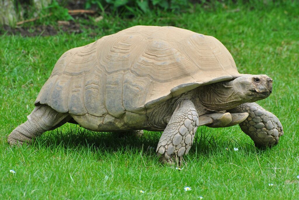 How Long Do Sulcata Tortoises Live