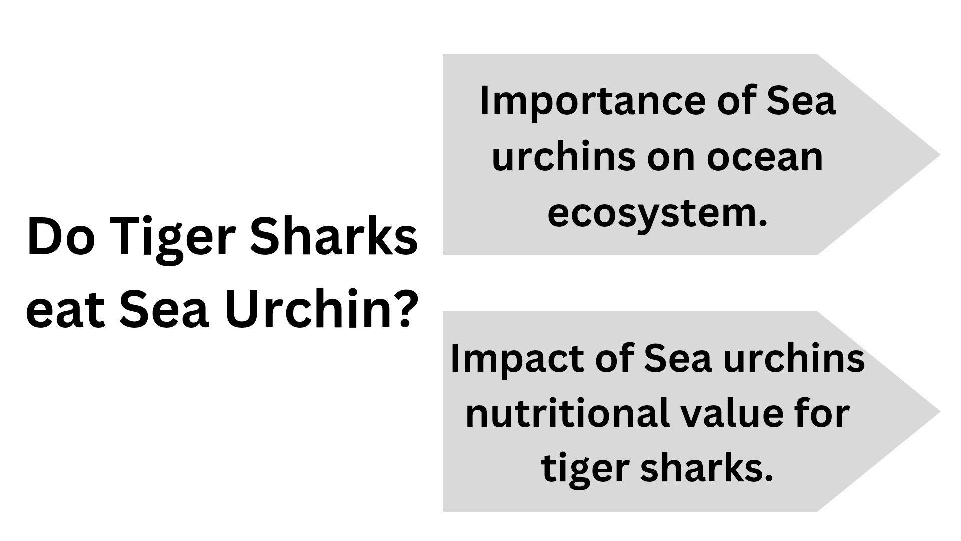 Do Tiger Sharks Eat Sea Urchins - animalatlantes.com