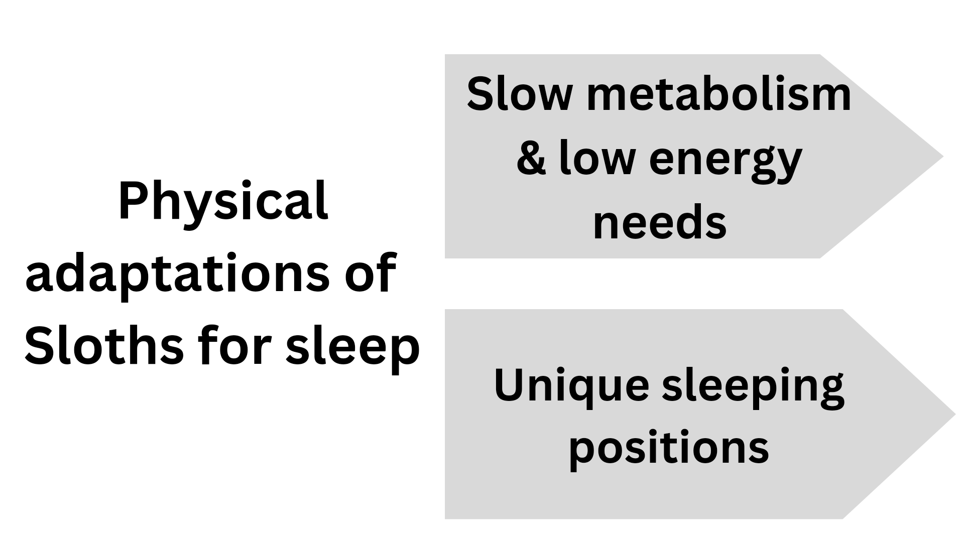 How Do Sloths Sleep - animalatlantes.com