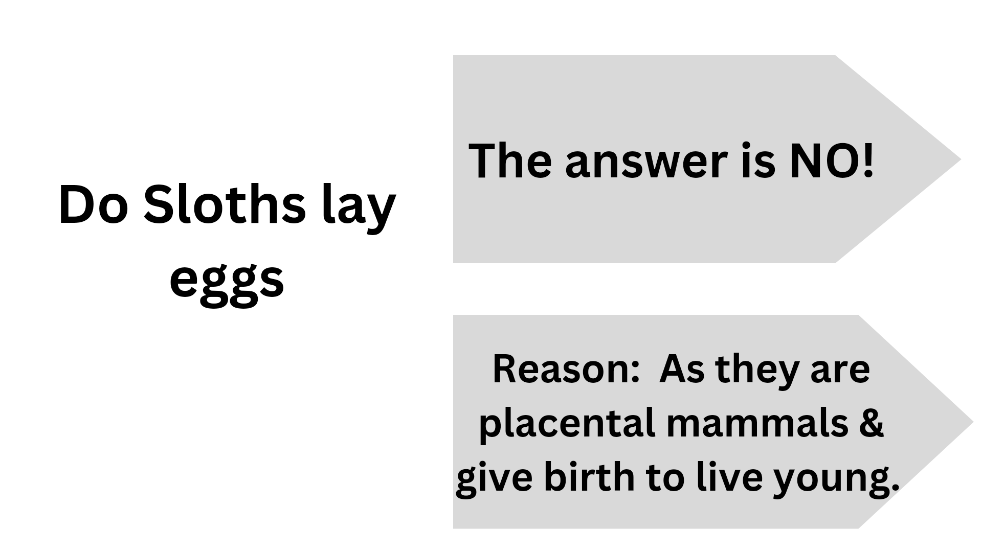 Do Sloths Lay Eggs - animalatlantes.com