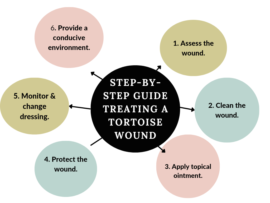 How to Treat a Tortoise Wound