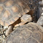Why Is the Desert Tortoise Endangered
