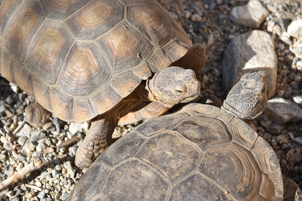 How to Build a Desert Tortoise Habitat