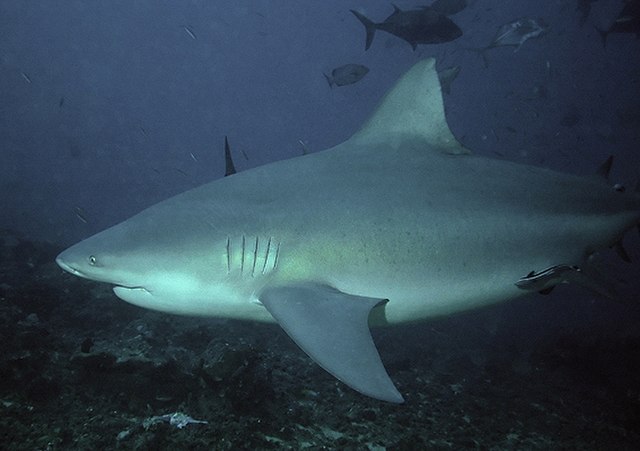imagen de tiburón toro
