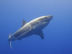 imagen de gran tiburon blanco