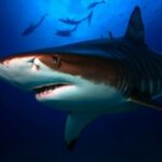 Are Tiger Sharks Nocturnal