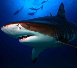 Are Tiger Sharks Nocturnal