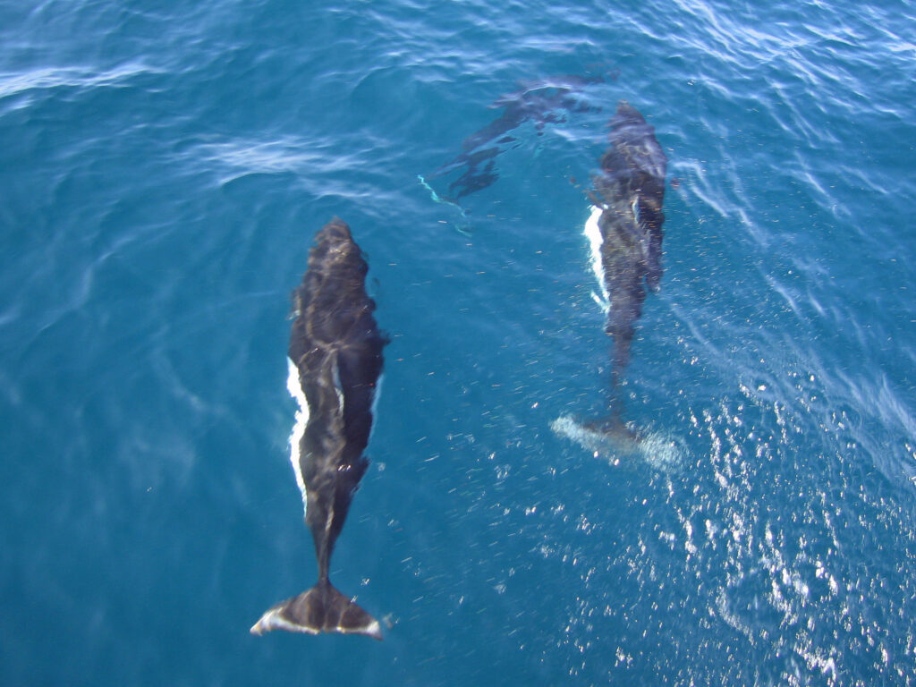 Warum springen Schweinswale aus dem Wasser?