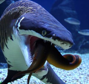 ¿Los tiburones tigre comen anguilas?