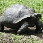 How Long Does Galapagos Tortoise Live