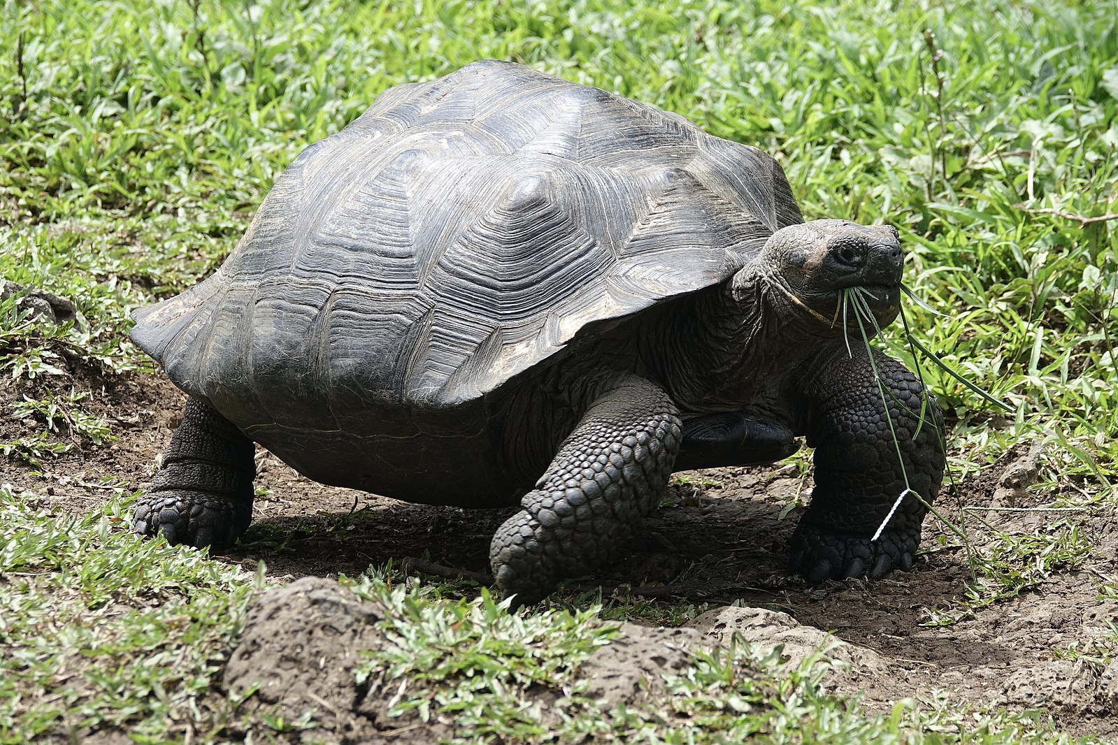 Quanto tempo vive a tartaruga de Galápagos